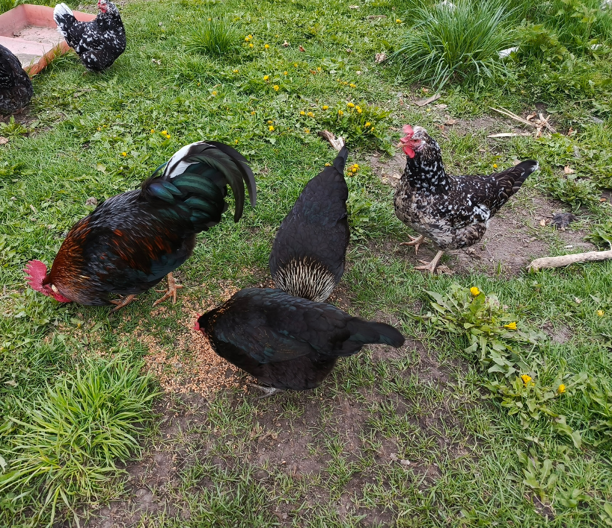 Мои рябы, две так точно)На выгуле.