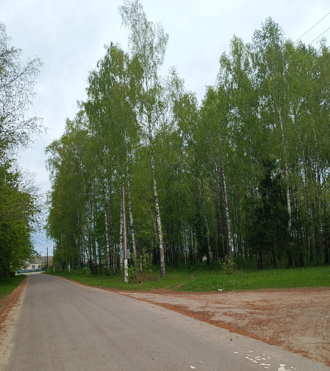 Наш березовый парк у школы. Ему  45 лет 22 апреля было. Юбилей.