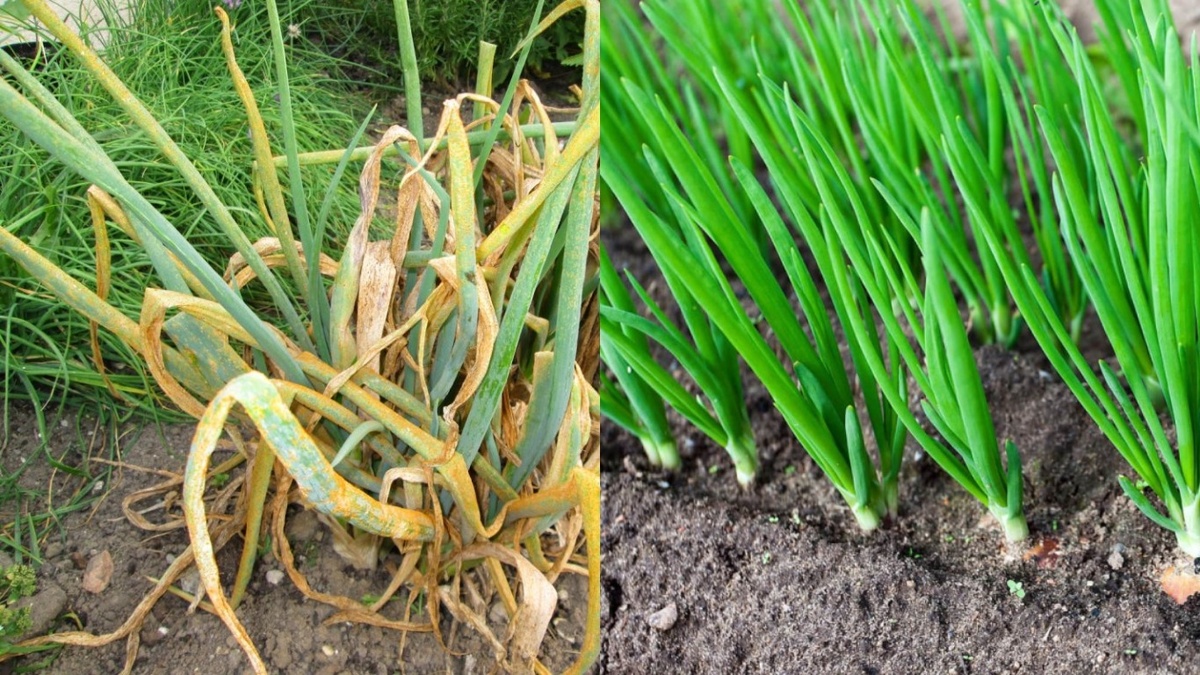 Результат применения нашатырного спирта: слева - до подкормки, справа - через 21 день после первого применения