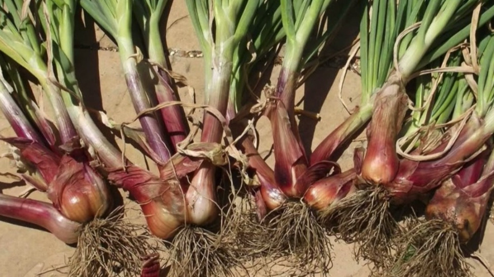 На 7 день после подкормки нашатырным спиртом корневая система лука формирует новые всасывающие корни