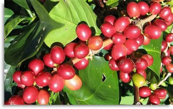 Фото из открытых источников Интернет. Кофейные ягоды сорта "Марагоджип".