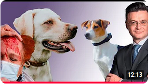 укус собаки в Германии. Уголовное дело