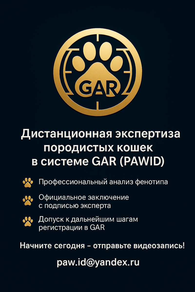 Система дистанционной экспертизы делает фелинологию доступной, понятной и честной.