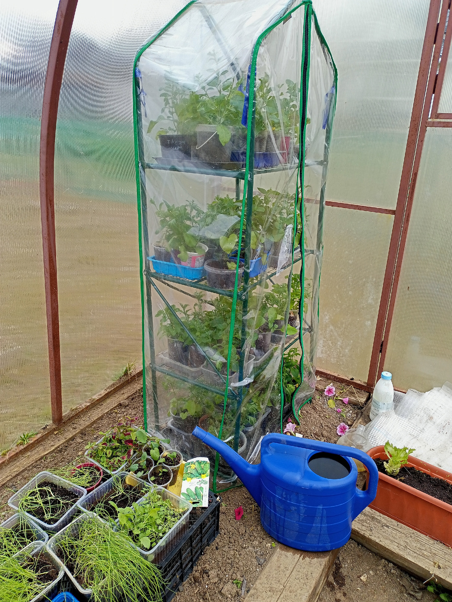 Переезд в теплицу состоялся