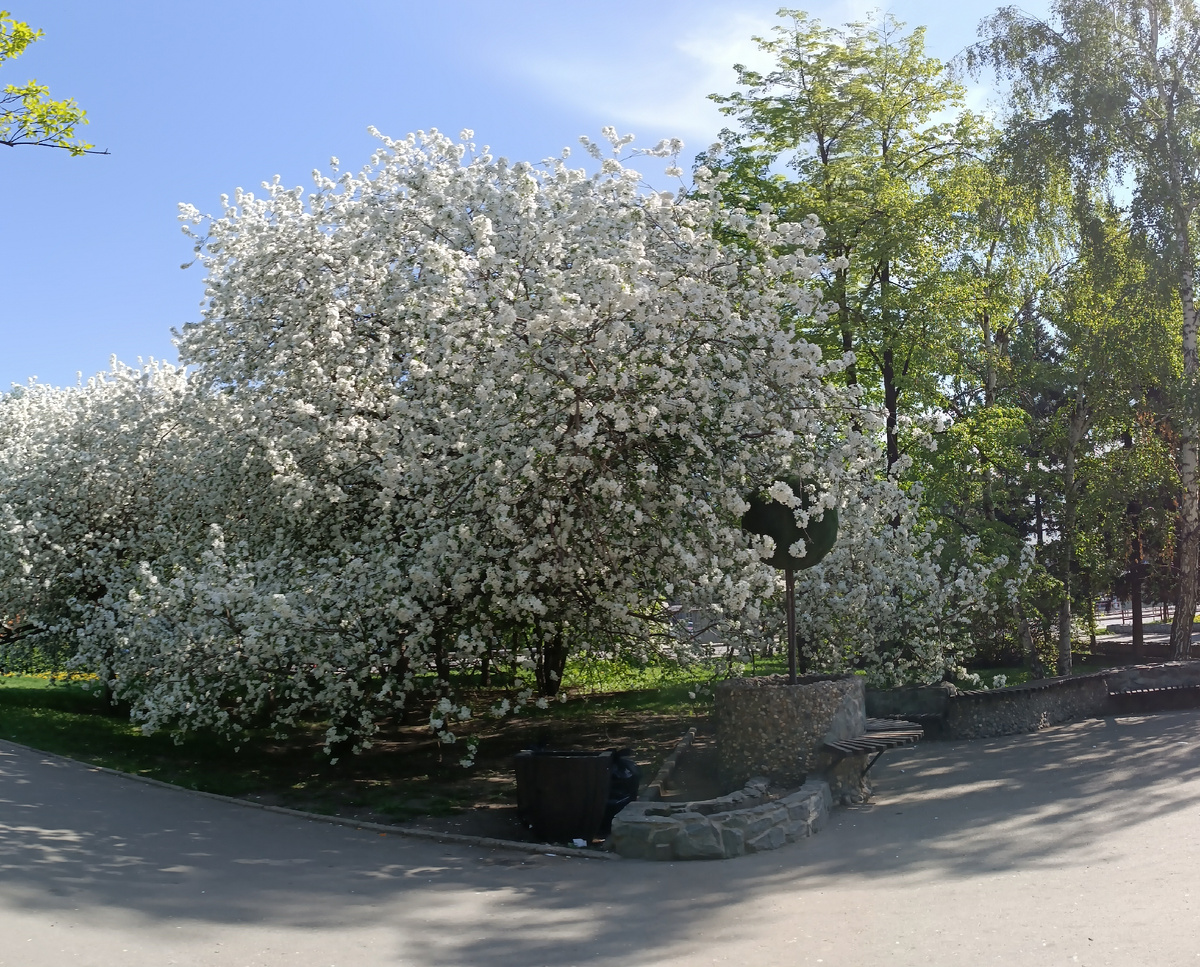 Где-то на просторах моего цветущего весеннего города. Фотография автора, май 2025 года. 