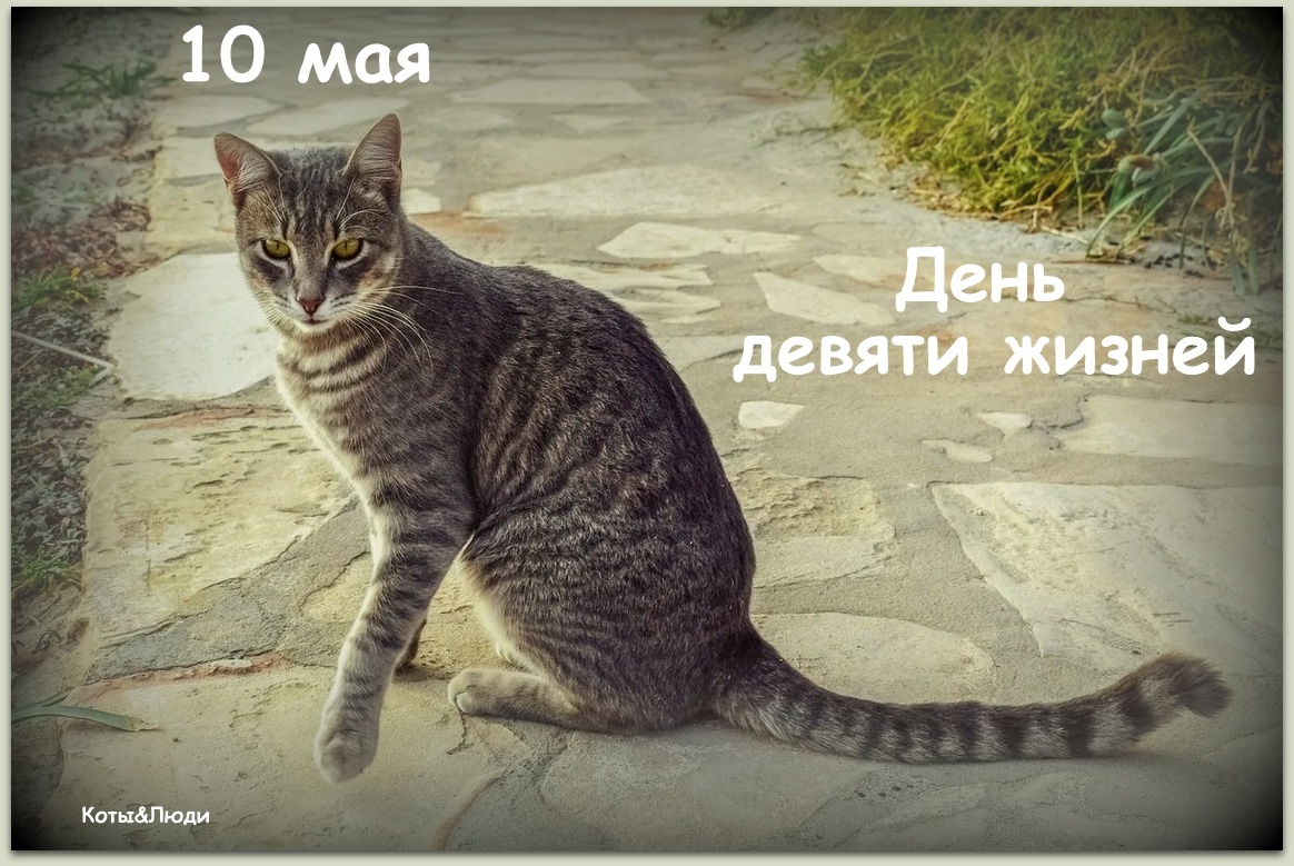 Коллаж автора. Источник фото: https://www.wideopenspaces.com/know-tabby-cat-really/