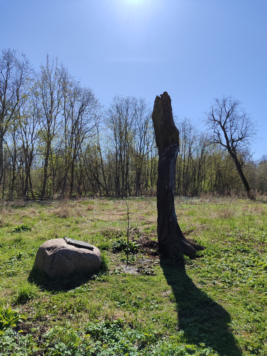 Это был дуб