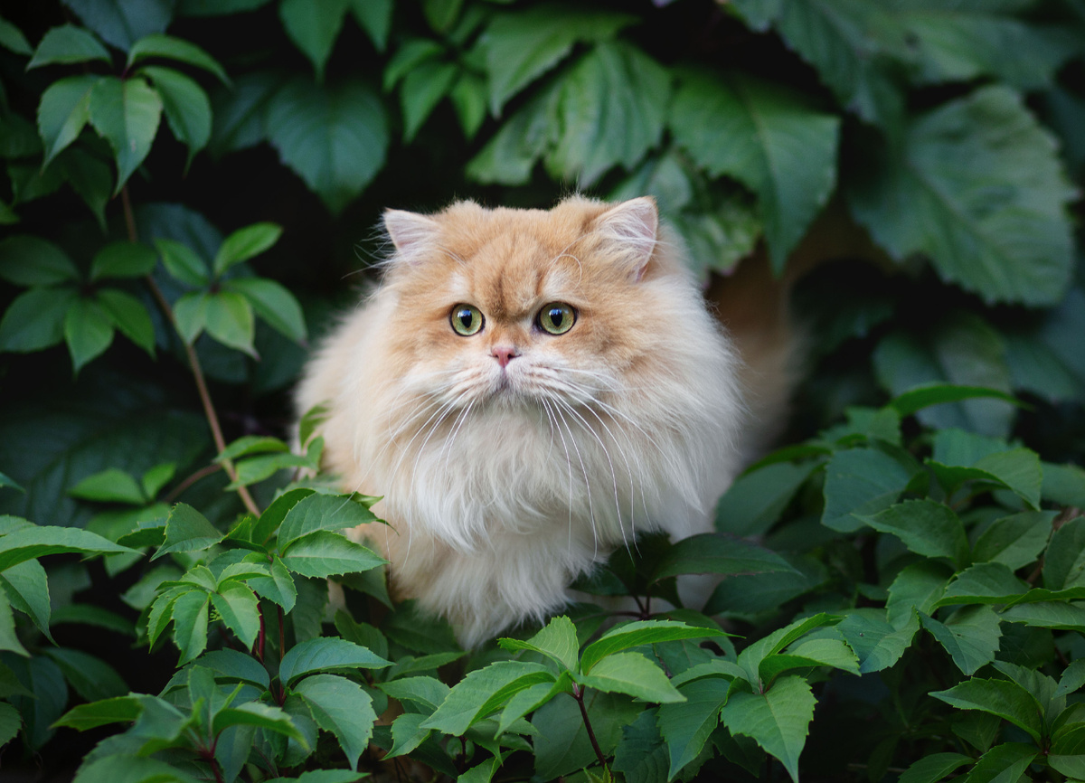 Международная фелинологическая организация CAT ID. Оформление всех видов документов: метрики, родословные, регистрация питомника. Наш ТГ канал https://t.me/catidrussia