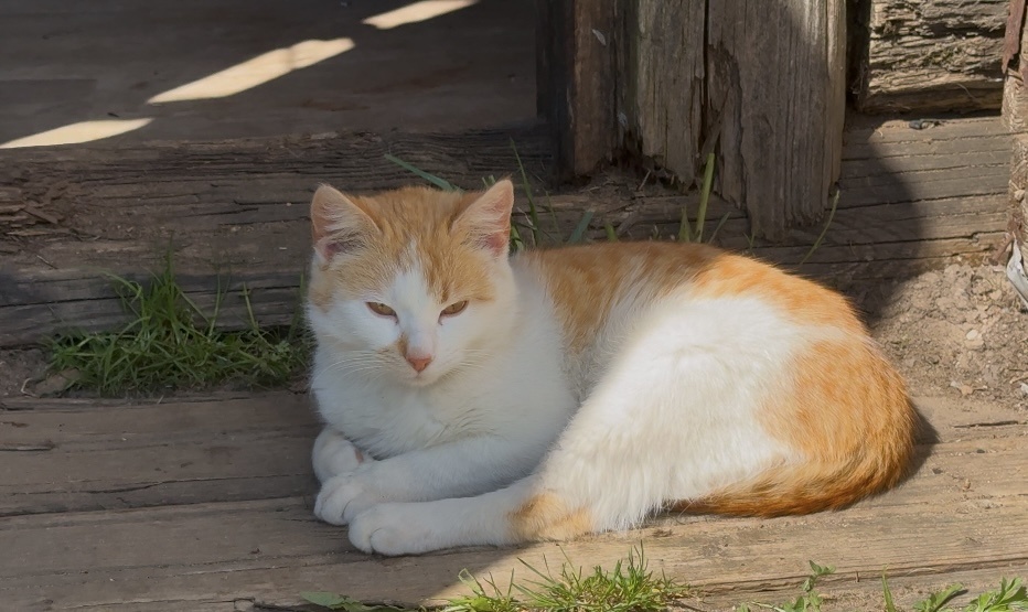 Греется на солнышке у входа 