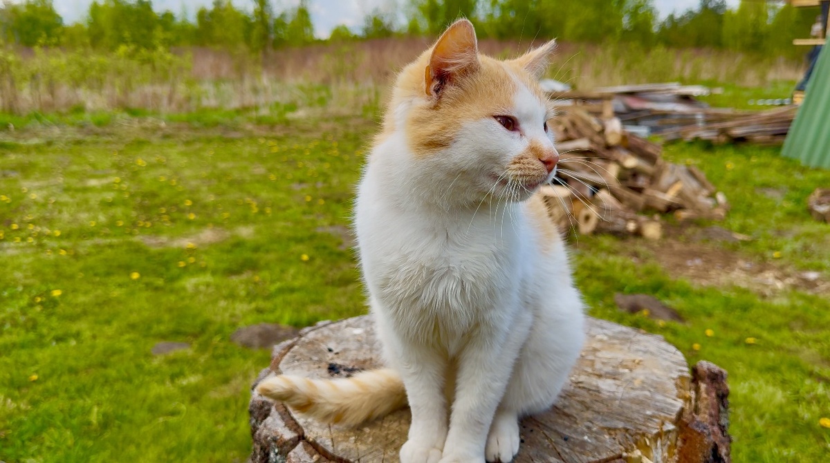 Сейчас уже подрос, а был совсем крохой.
