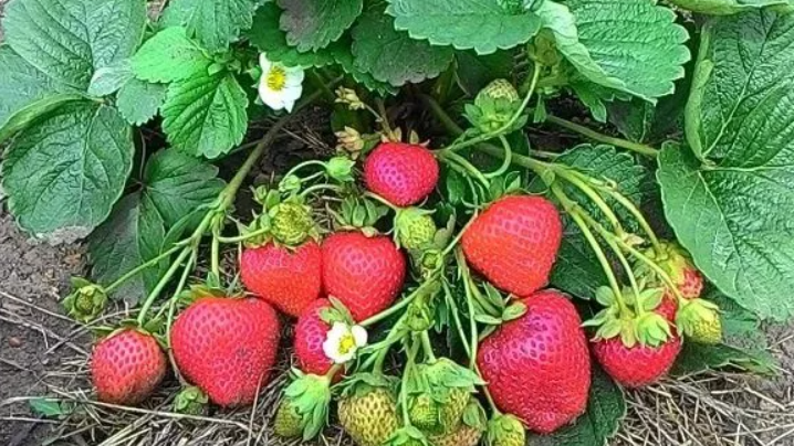 Ягоды после применения золы через 35 дней после первой подкормки