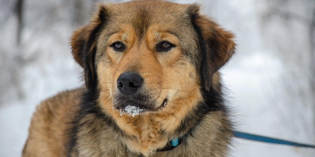 Сказочная Туяна ждёт семью в приюте 🙏