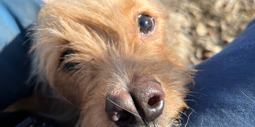 Об уникальных собаках и уникальном подходе ❤️