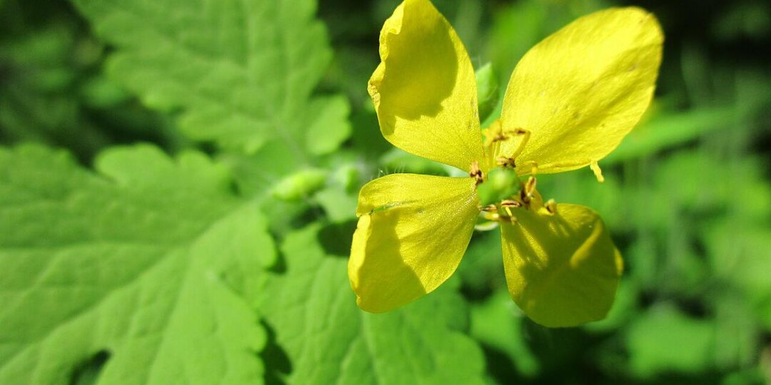 Вырываете чистотел? Напрасно — это мощное средство от тли и совки