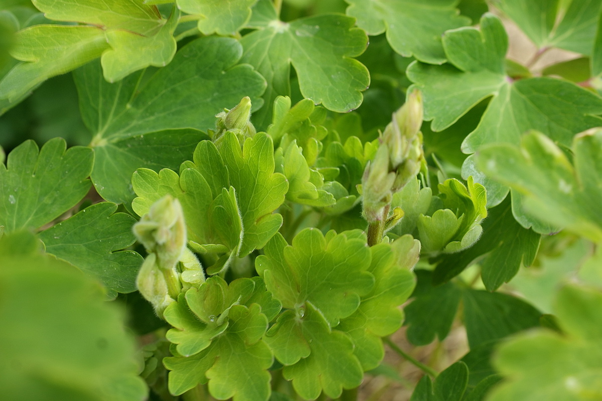 Аквилегия набирает цвет. 