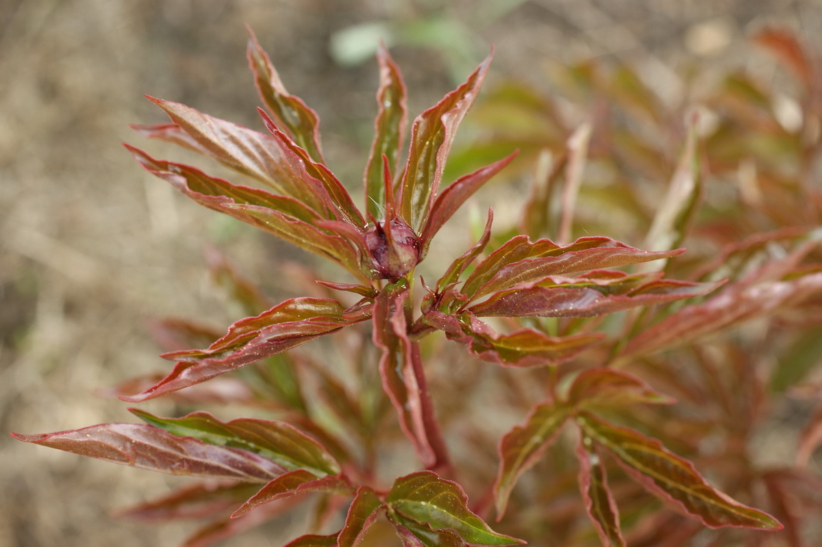 Пионобутоны. Все растения в пыльце. 