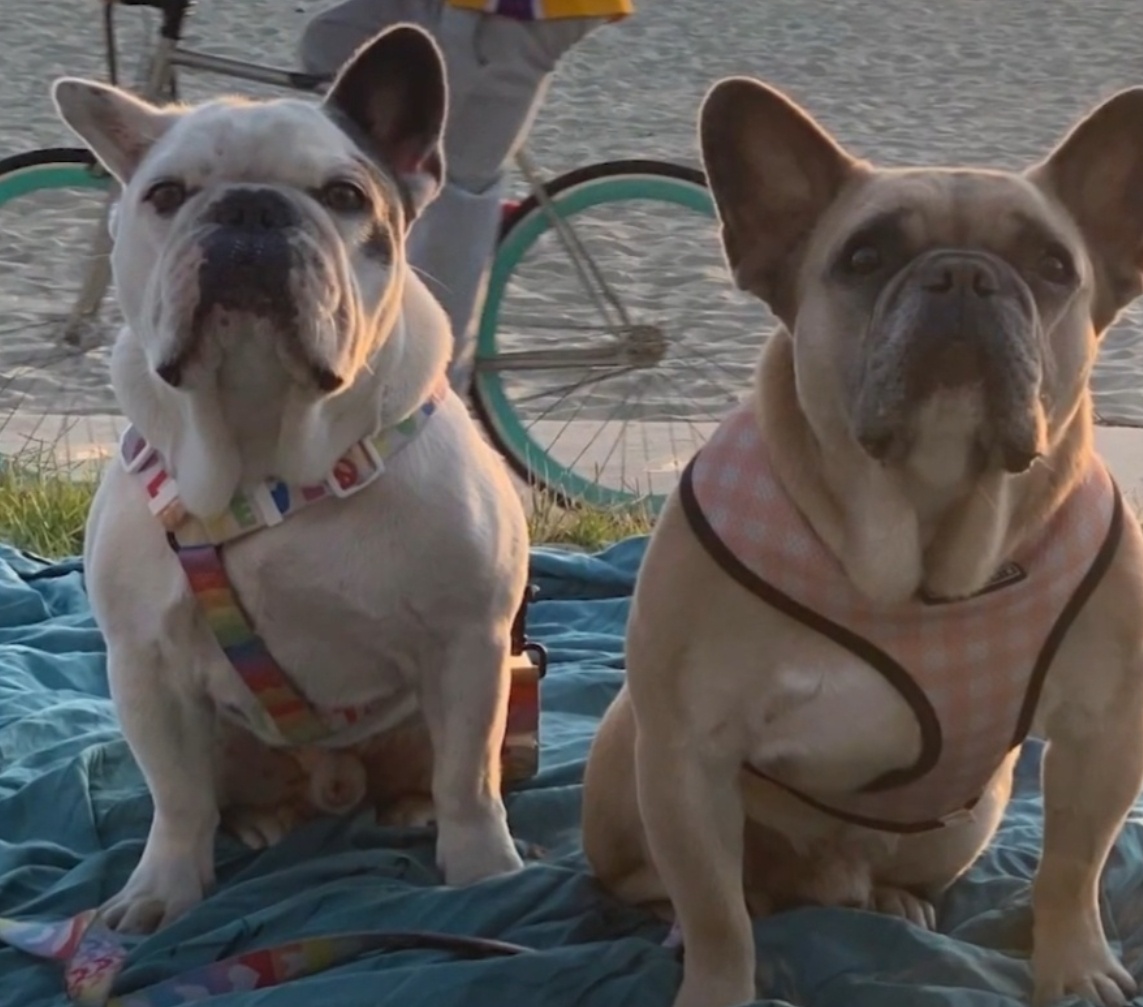 Похищенные собаки Леди Гаги