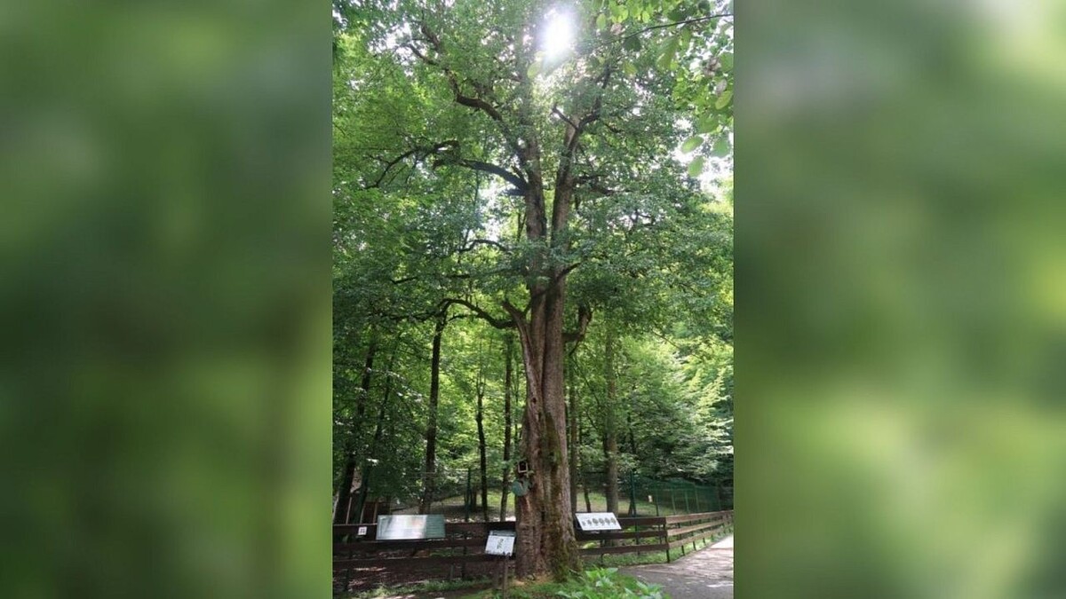    Фото: rosdrevo.ru