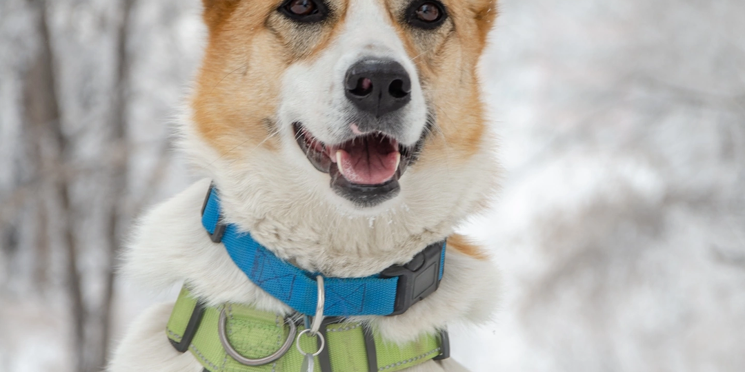 Шикарная девочка Шанти очень ждёт семью в приюте ❤️