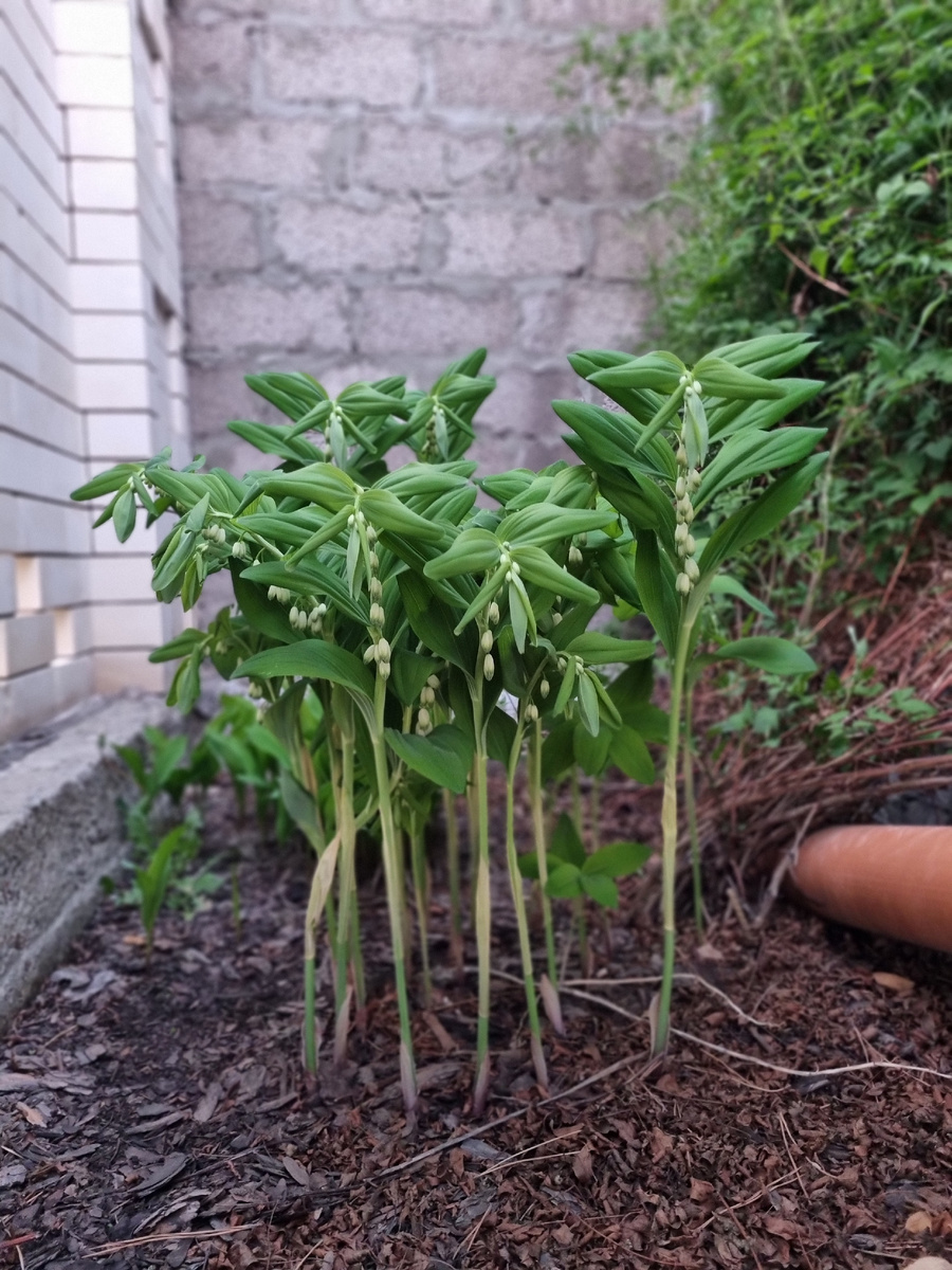 Куплена в моем "лесном" уголке. Стена соседского гаража придаёт индустриальности 🥴этой части сада