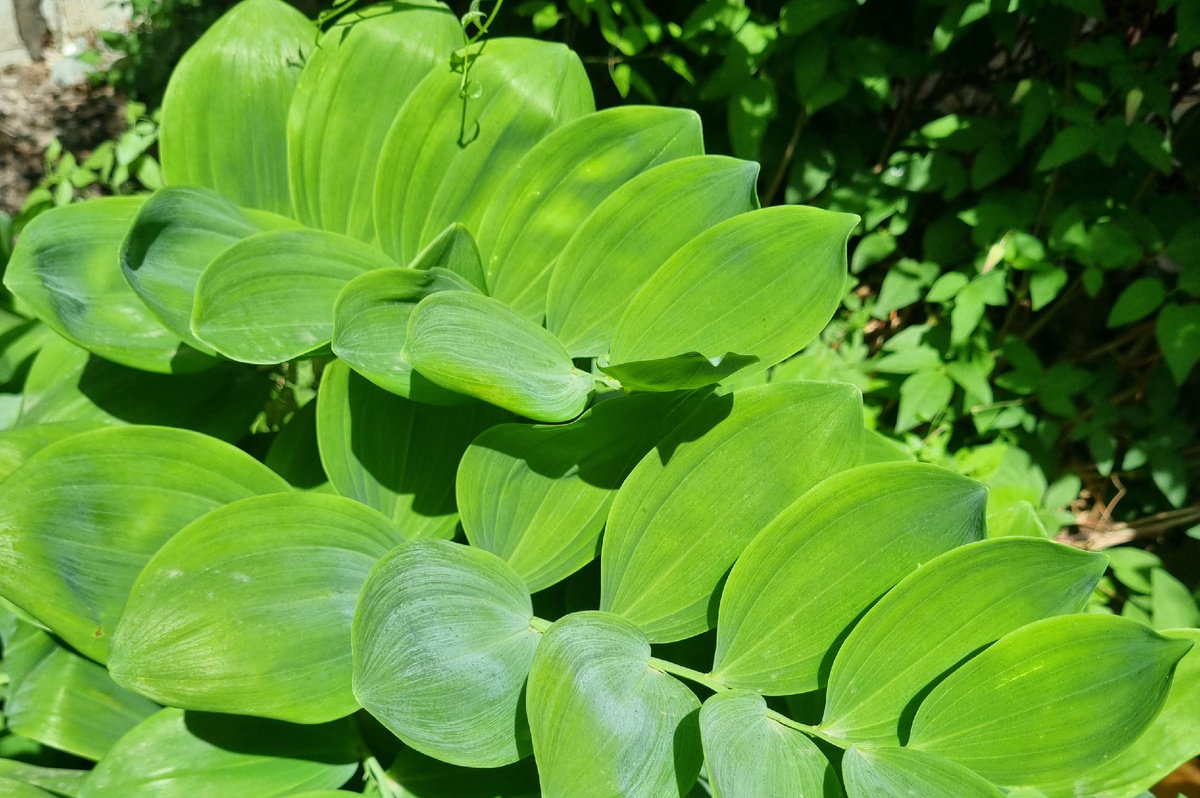 Ажурная зелень листьев прячет белые пониклые цветы