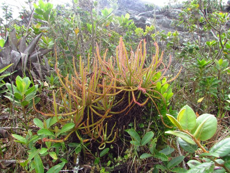 Высота до 1.5м