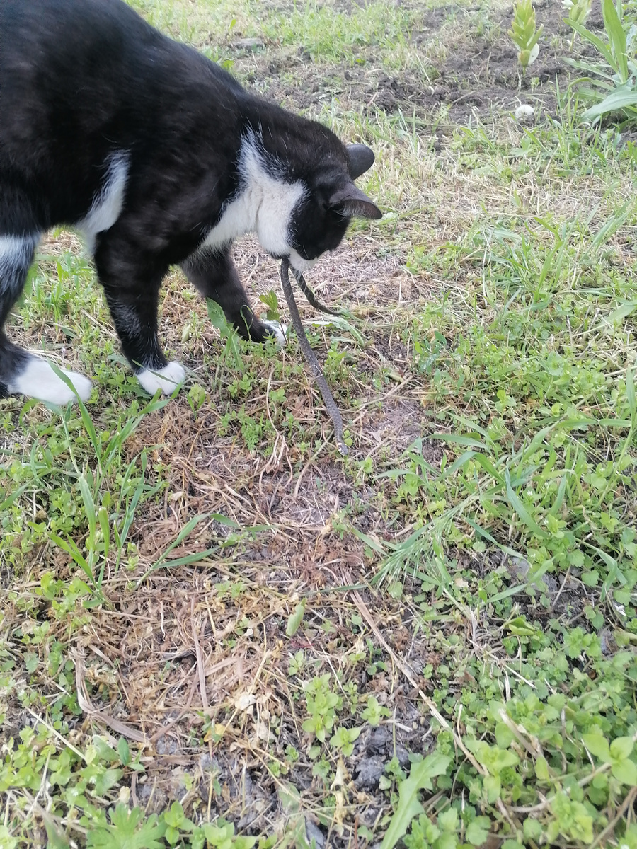 Серёга поймал ужа.