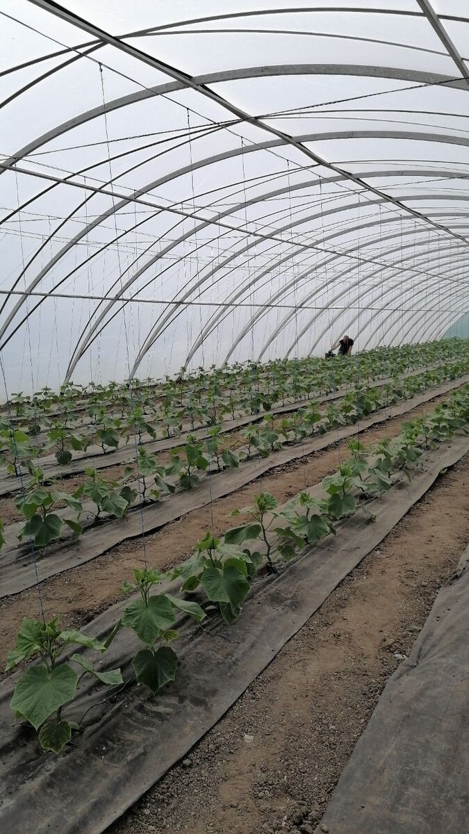 Стройные ряды))