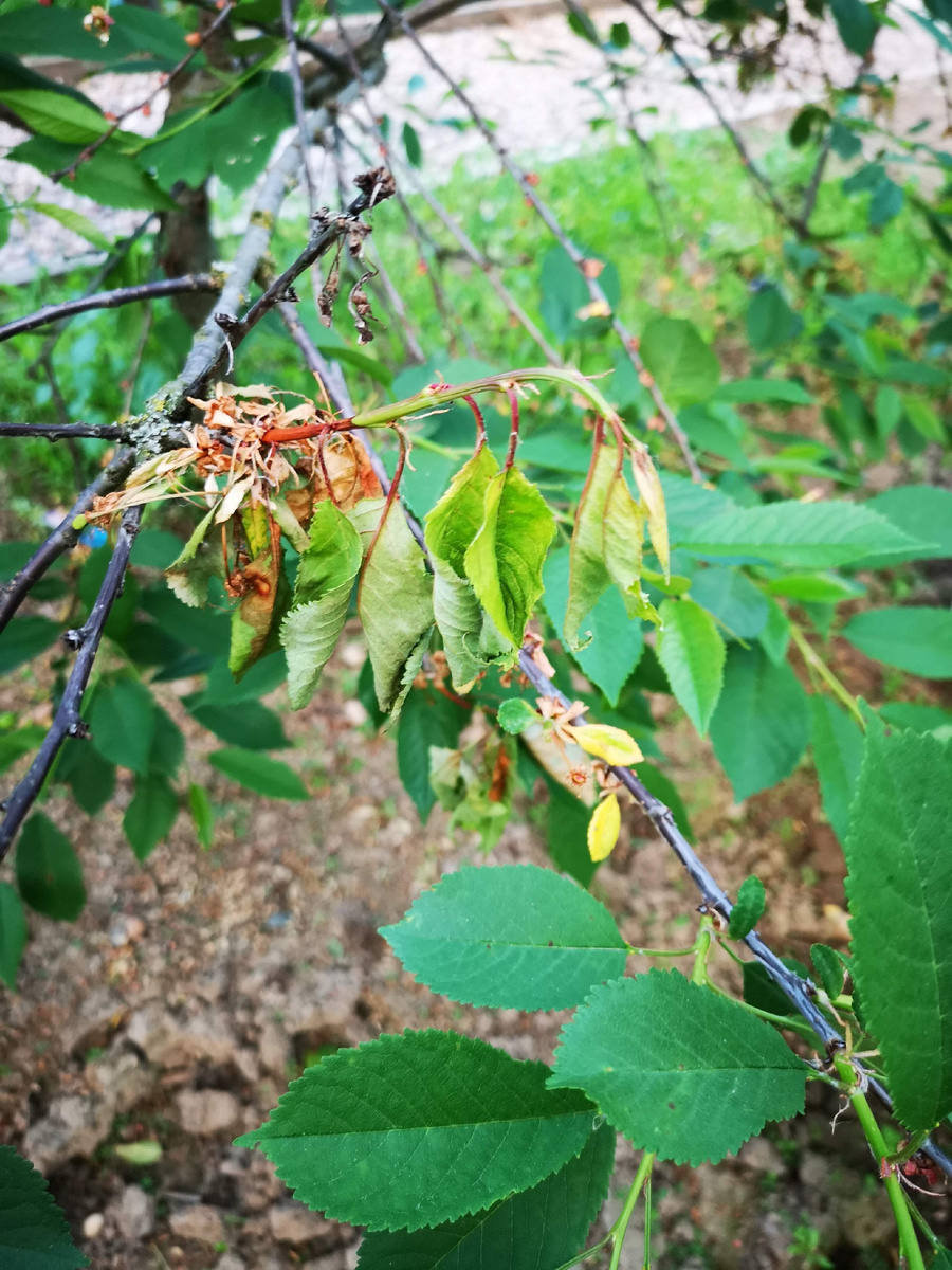 Монилиоз вишни