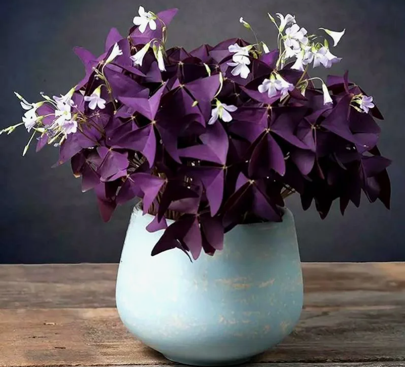 Цветок Оксалис