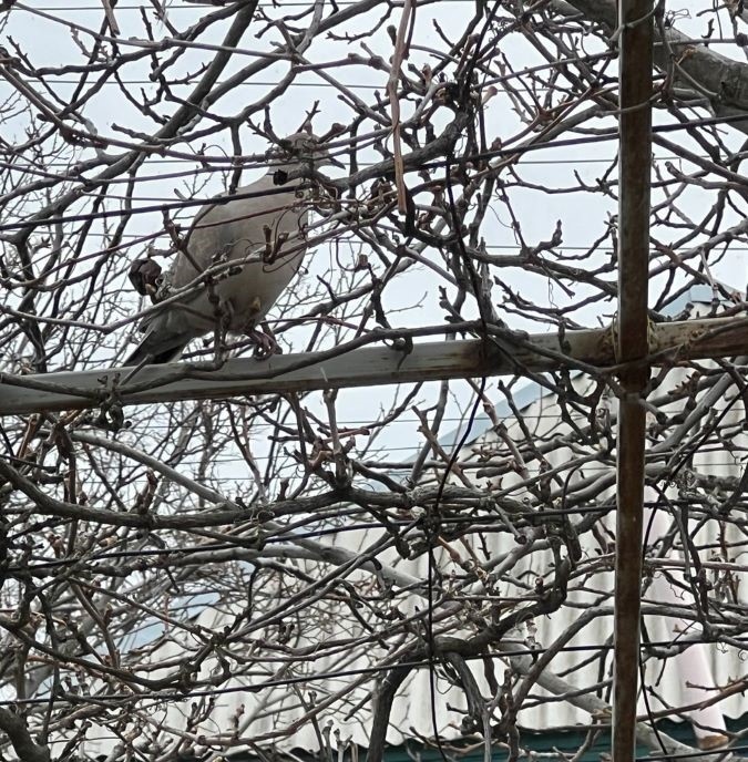 Горлица. Март 2025 г