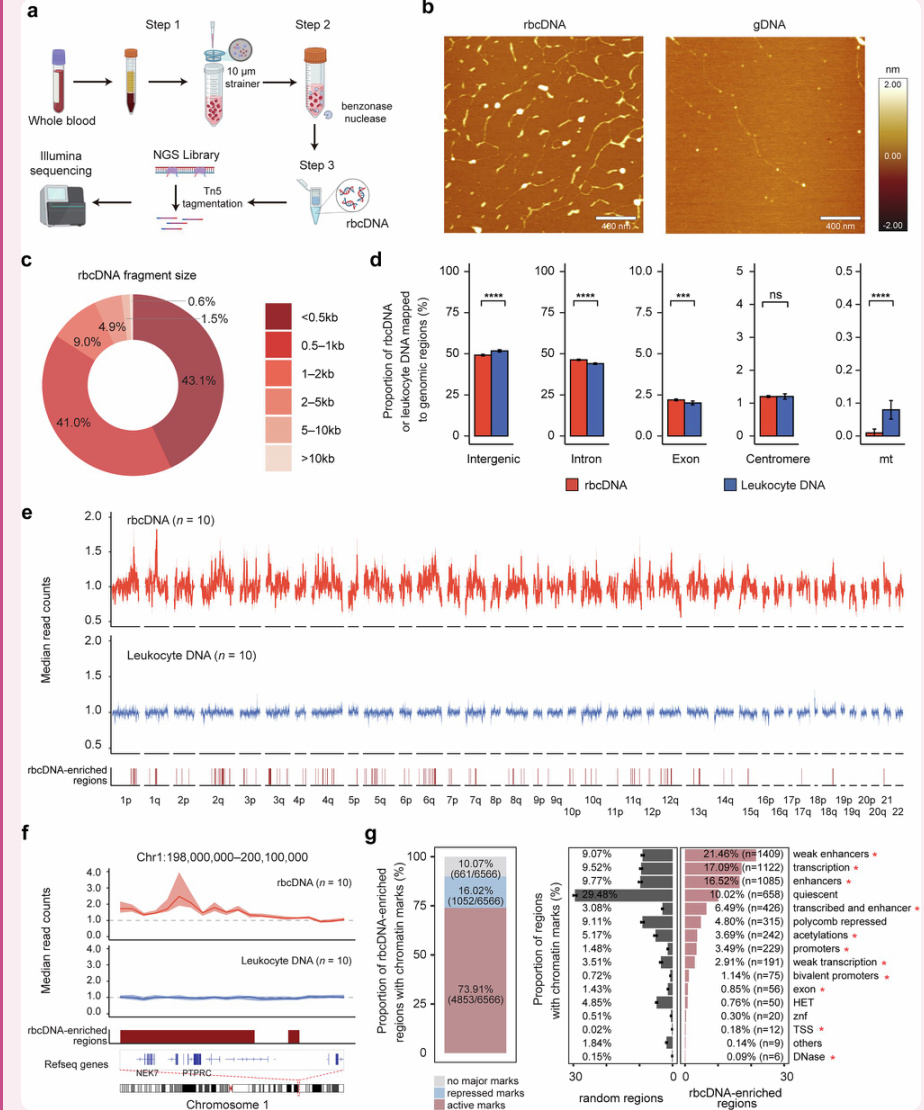 Источник статья в Cell Research “DNA remnants in red blood cells enable early detection of cancer”
