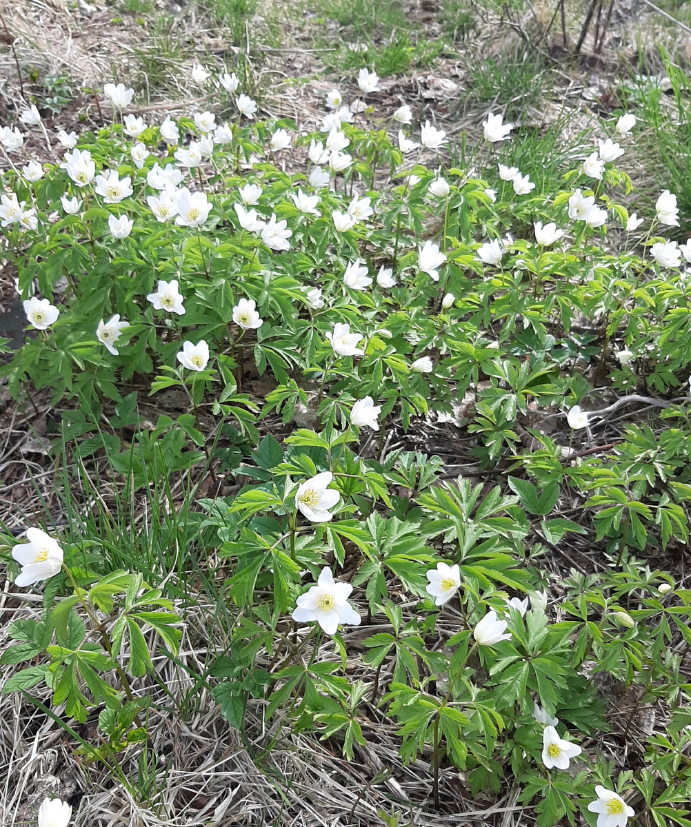 Первоцветы на брошенном участке цветут рядом со мной