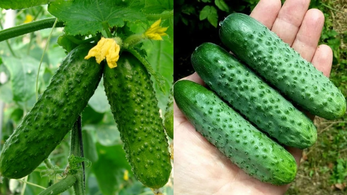 Метод чередования растений-компаньонов продлевает плодоношение огурцов на 30-40 дней