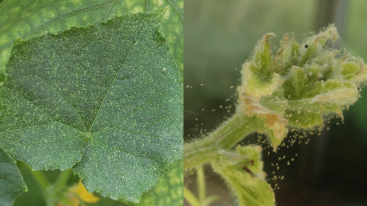 К концу июня на нижних листьях заметны первые следы паутинного клеща