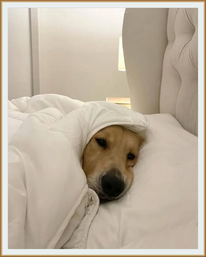 " ЧТО ? УЖЕ ПОНЕДЕЛЬНИК ?  ВАМ НАДО НА РАБОТУ ? НУ ИДИТЕ, А Я ЕЩЕ ПОСПЛЮ..." ИСТОЧНИК : СТРАНИЦА " ВАЖНЫЕ ИЗОБРАЖЕНИЯ ЖИВОТНЫХ " / “Important Animal Images”