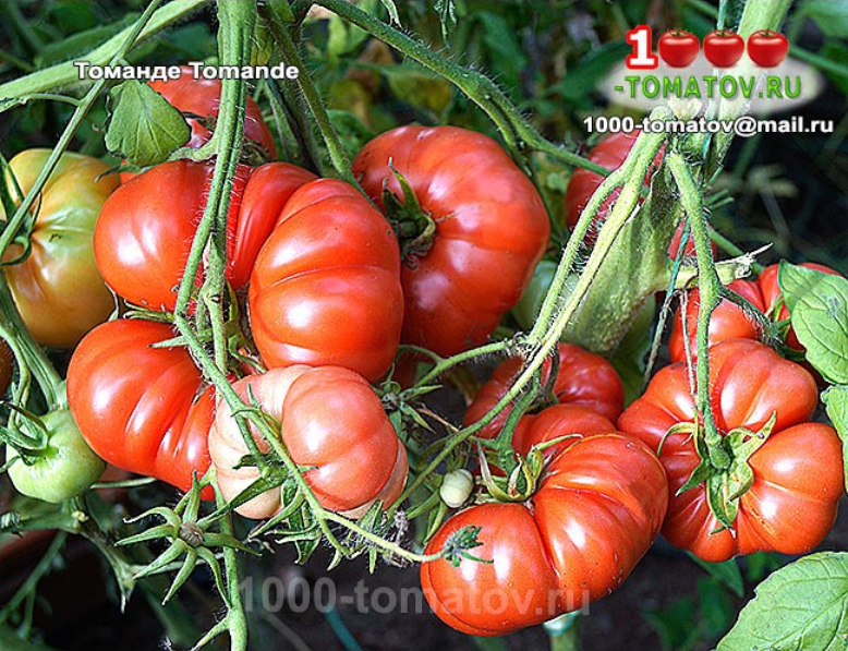 Томат Томанде - Tomande Фото 1