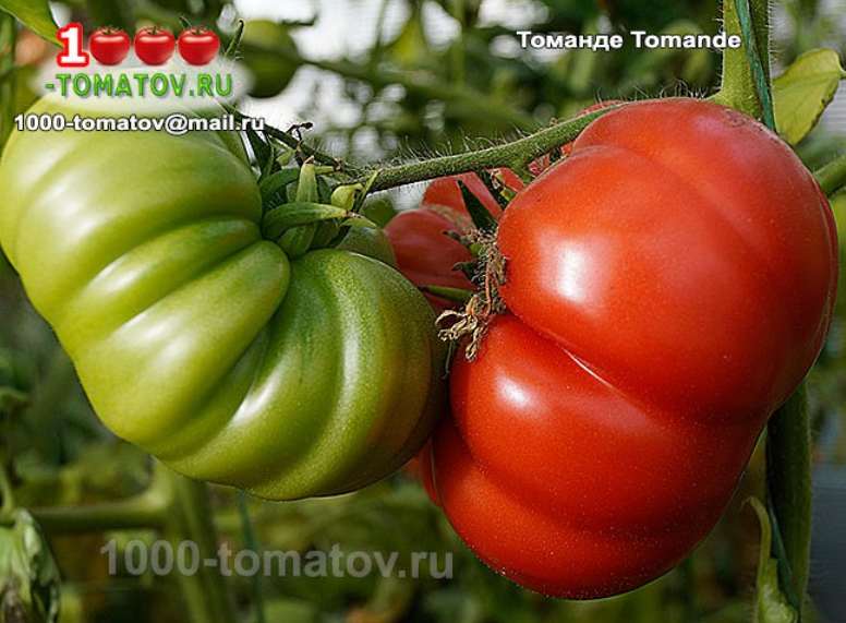 Томат Томанде - Tomande Фото 2