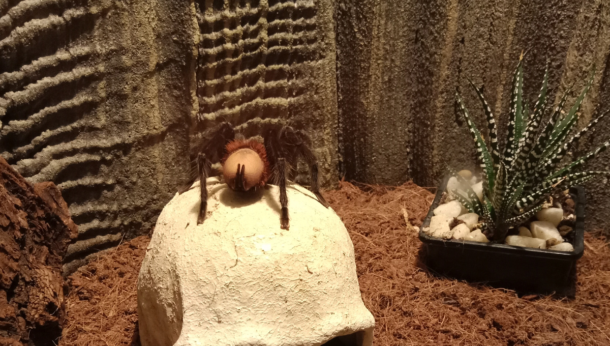 паук птицеед