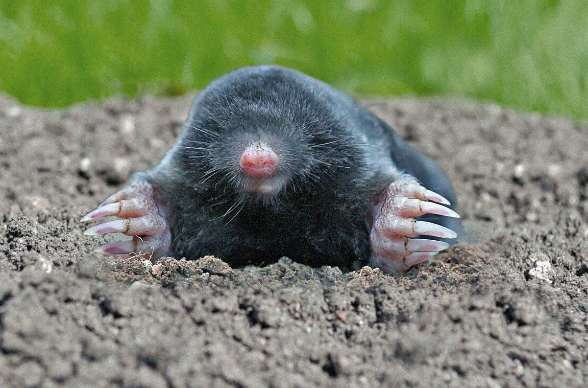 Крот — семейство млекопитающих из отряда насекомоядных. Широко распространены в Евразии и Северной Америке.