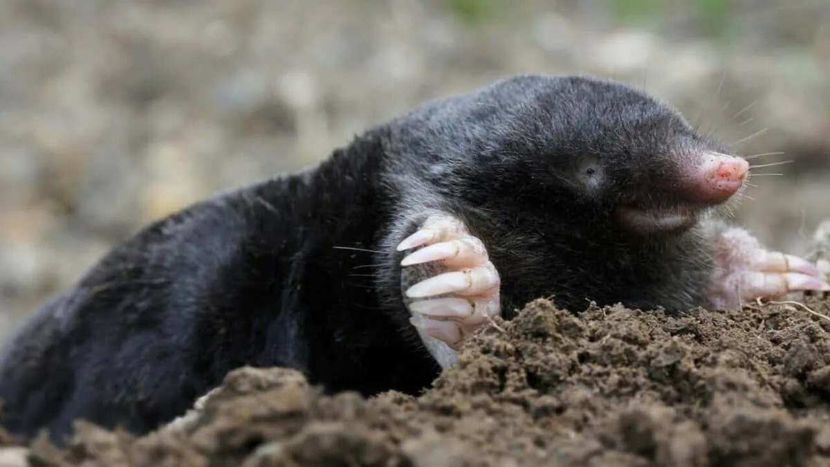 Кроты умеют плавать. Они способны проводить под водой около часа, преодолевая при этом расстояния до 800 метров.