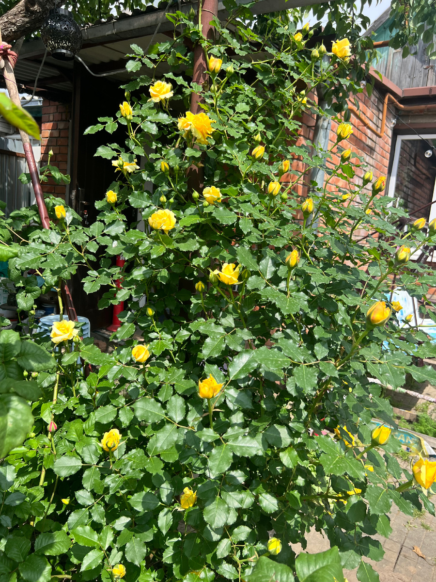 Желтая красавица Римоза, распускает бутоны, цветение 2025 года