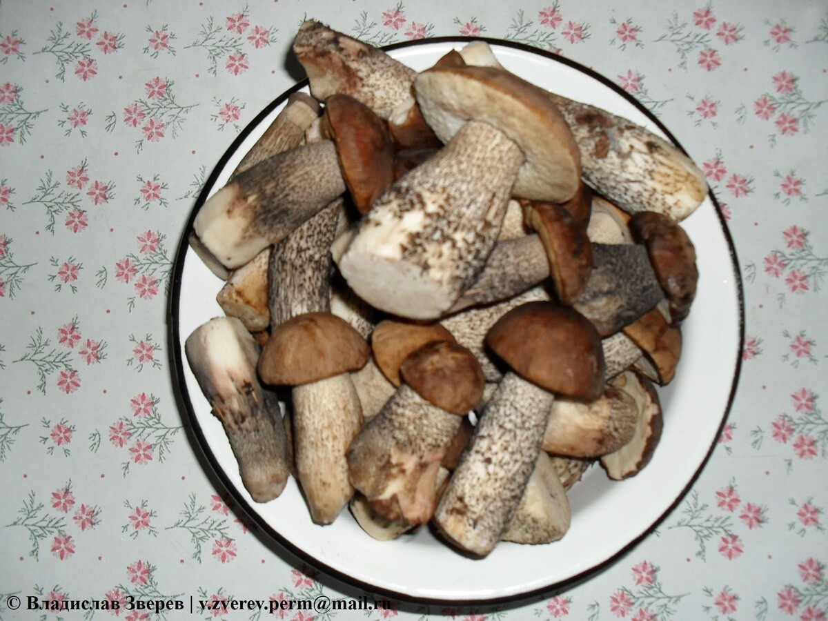 Фото 1. Собранные грибы.