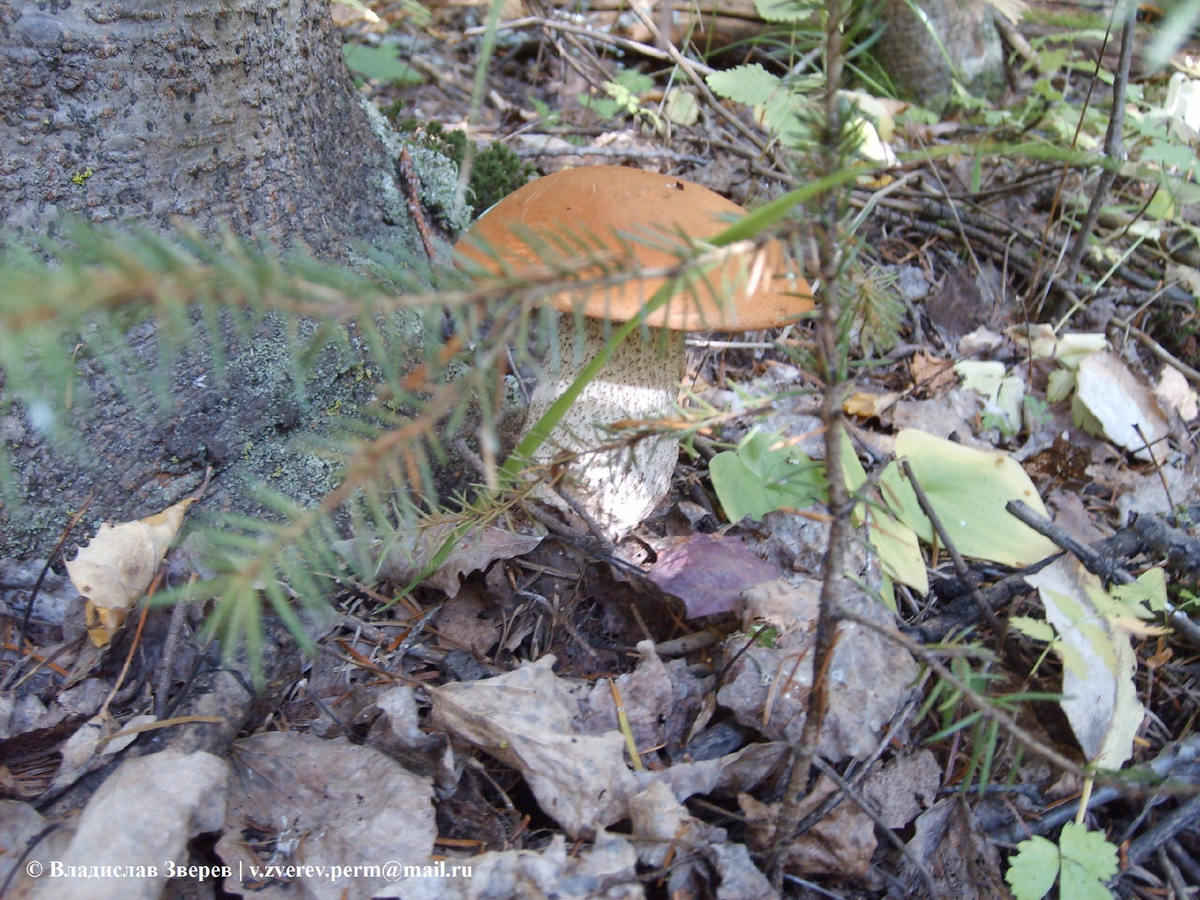 Фото 2. Гриб красноголовик.