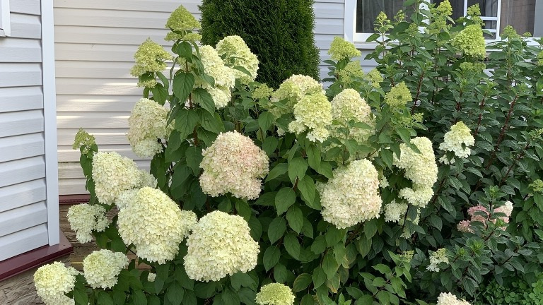 Результат правильной посадки гортензии