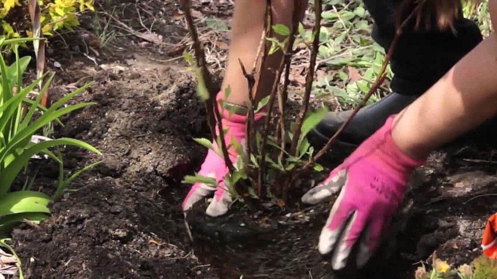 Правильная глубина и послойное заполнение ямы - основа успешной посадки