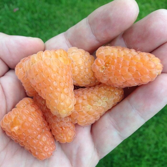 Желтый гигант