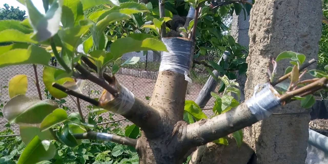 Как привить яблоню: пять способов, которые сможет сделать каждый