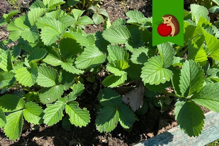 Ждем цветения!