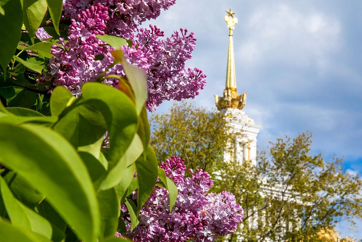   На ВДНХ стартует выставка «Победные сорта сирени»